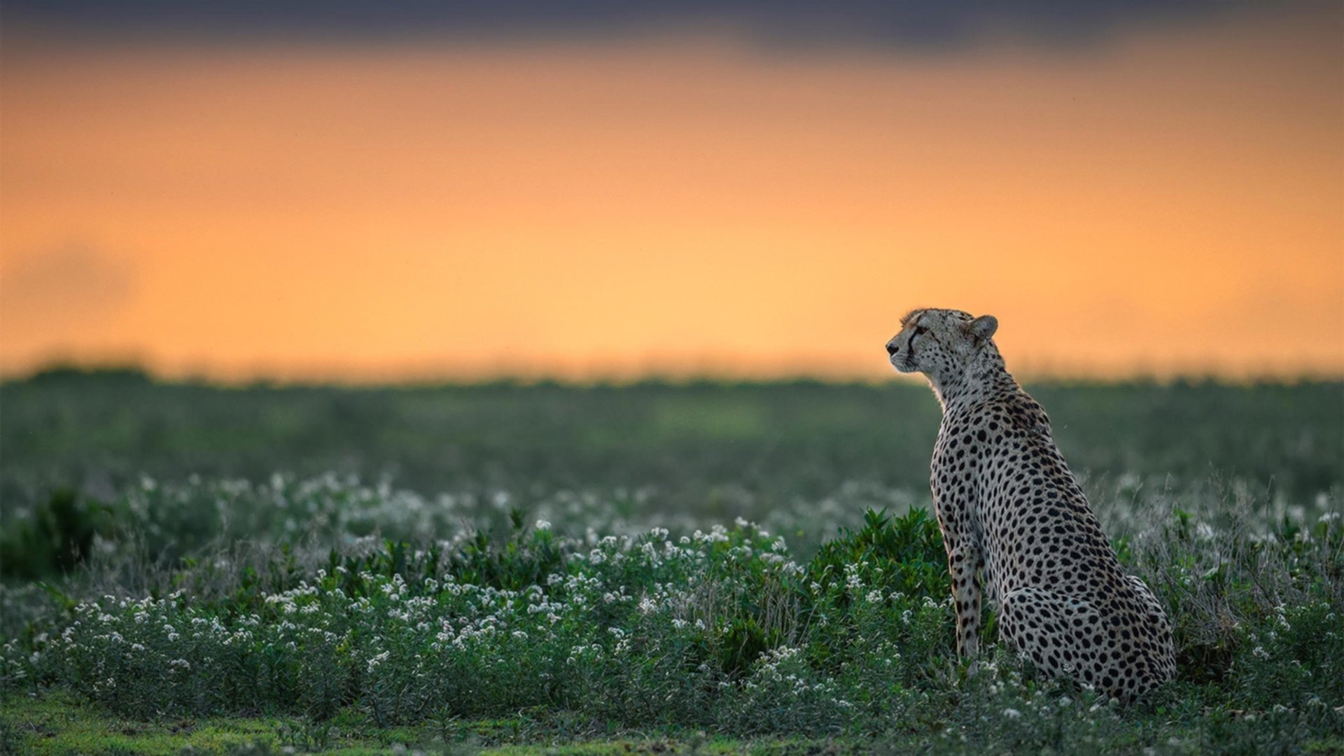 fb体育试玩-穿越火线 新赛季策略多样化，穿越火线本赛季