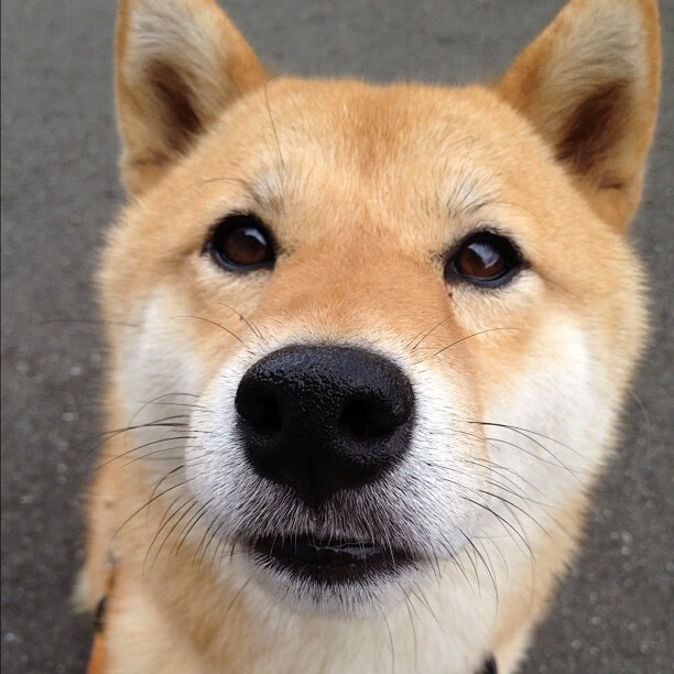 fb体育赛事平台-视频直播+互动投票，提升观众体验新高度，直播投票插件