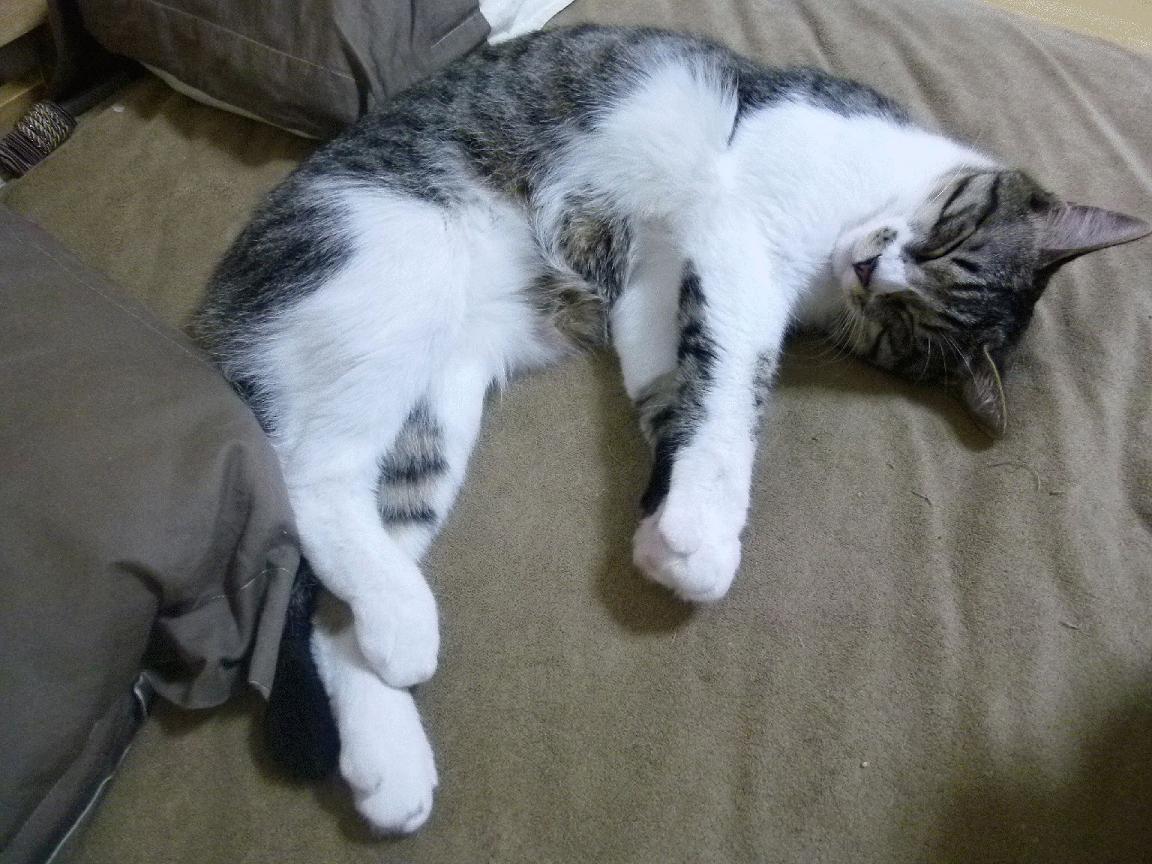 LCK赛季MVP候选名单公布,lck晋级名单