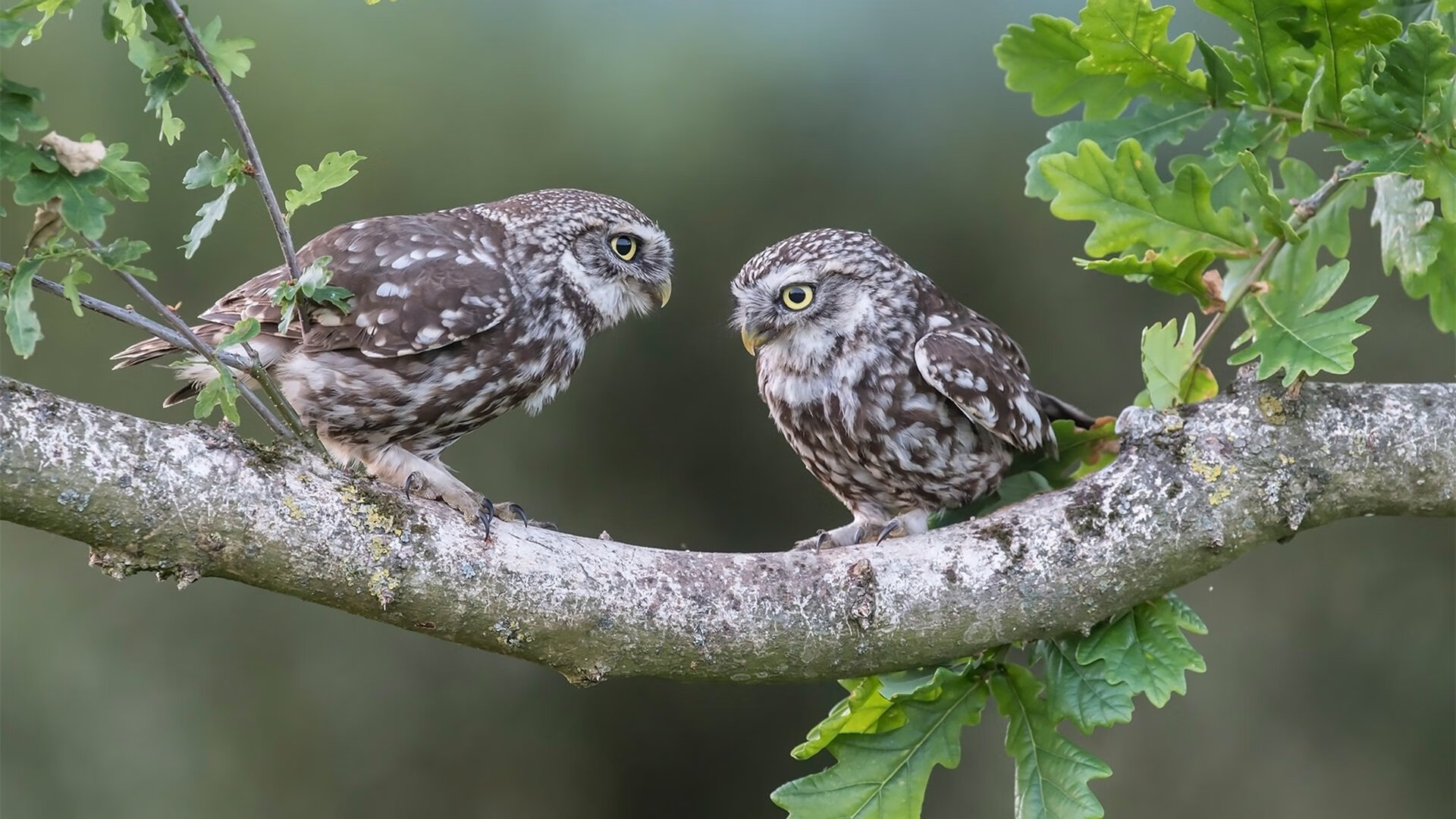 fb体育首页-中国女篮提升比赛末节关键球执行力，中国女篮目标