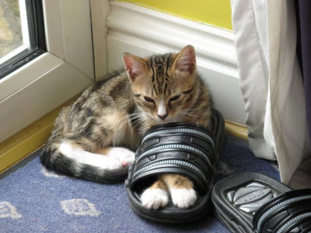 fb体育官网电脑版-中国男篮遭遇技战术瓶颈需要更开放心态，中国男篮的趋势