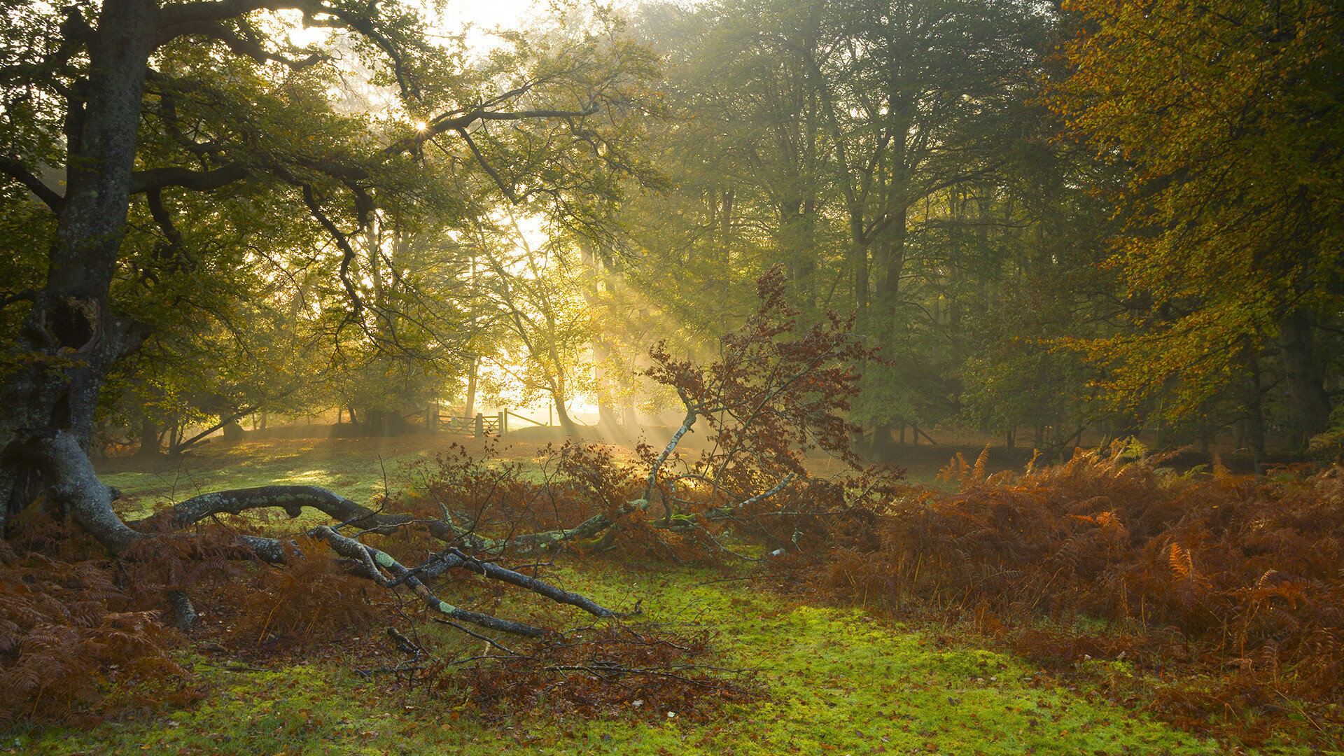 fb体育官网入口-塞尔维亚女篮在欧洲锦标赛中展现团队风采，夺得金牌的呼声越来越高